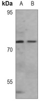 PKR antibody