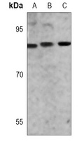 Anti-STAT3 Antibody
