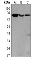 Anti-PI3K p85 alpha Antibody