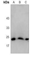 Anti-BAX Antibody