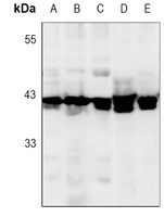 Anti-ERK1/2 Antibody
