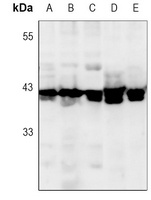 ERK1/2 antibody