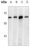 Anti-ABCE1 Antibody