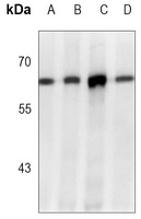 ABCE1 antibody