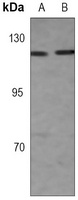 Anti-Importin 9 Antibody