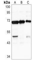 CHAT antibody