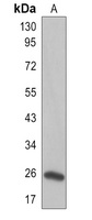 FAM3A antibody