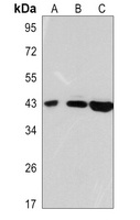 Anti-GAP43 Antibody