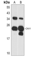 Anti-Caveolin 1 Antibody
