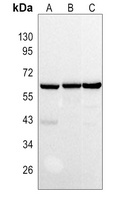Anti-TRAF6 Antibody