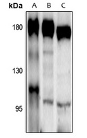 Anti-CD11b Antibody