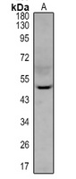 MK2 (phospho-T334) antibody