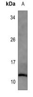Histone H4 (AcK91) antibody