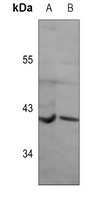 GPR136 antibody
