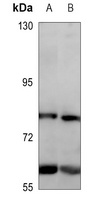 GPR108 antibody