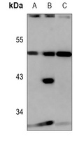 GPR13 antibody