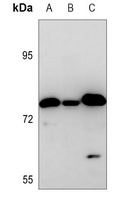 Anti-ZNF420 Antibody
