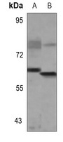 Anti-NCOA5 Antibody