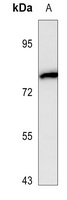 Anti-NOX5 Antibody