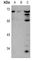 ARFGAP3 antibody