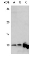 MRPL34 antibody