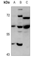 Anti-PARP2 Antibody