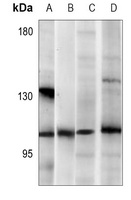 CARD10 antibody