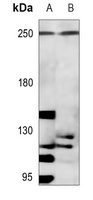 Anti-p220 Antibody
