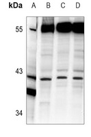 Anti-AIFM2 Antibody