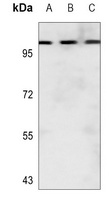 Collagen 25 alpha 1 antibody
