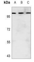 Anti-Collagen 25 alpha 1 Antibody