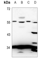 5-HT5A antibody