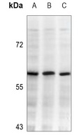 DNA Polymerase lambda antibody