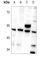 Anti-Zhangfei Antibody
