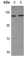 Anti-RIN3 Antibody