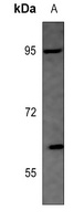 Shugoshin 1 antibody