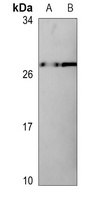 Claudin 7 (phospho-Y210) antibody