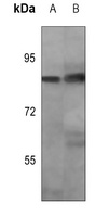 OCT1 (phospho-S385) antibody