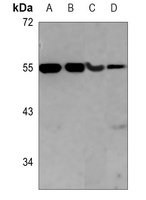 Kir5.1 (phospho-S416) antibody