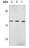 Anti-JIP1 (Phospho-T103) Antibody