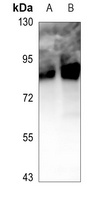 Anti-MSK1 (Phospho-S360) Antibody