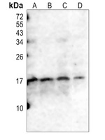 CD247 (phospho-Y142) antibody