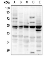 Anti-NeuN Antibody
