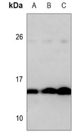 Histone H2A antibody