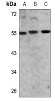 Anti-CD181 Antibody