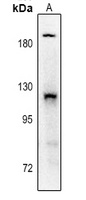 Anti-PDGFR alpha (Phospho-Y754) Antibody