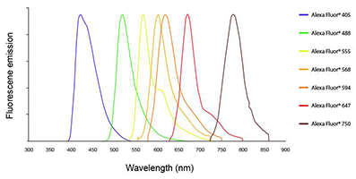 Streptavidin-FITC labled Antibody