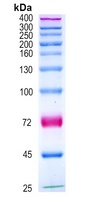 Prestained Protein Ladder (25-400 kDa)