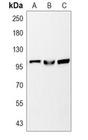 Anti-STAT6 Antibody