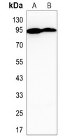 Anti-STAT4 Antibody